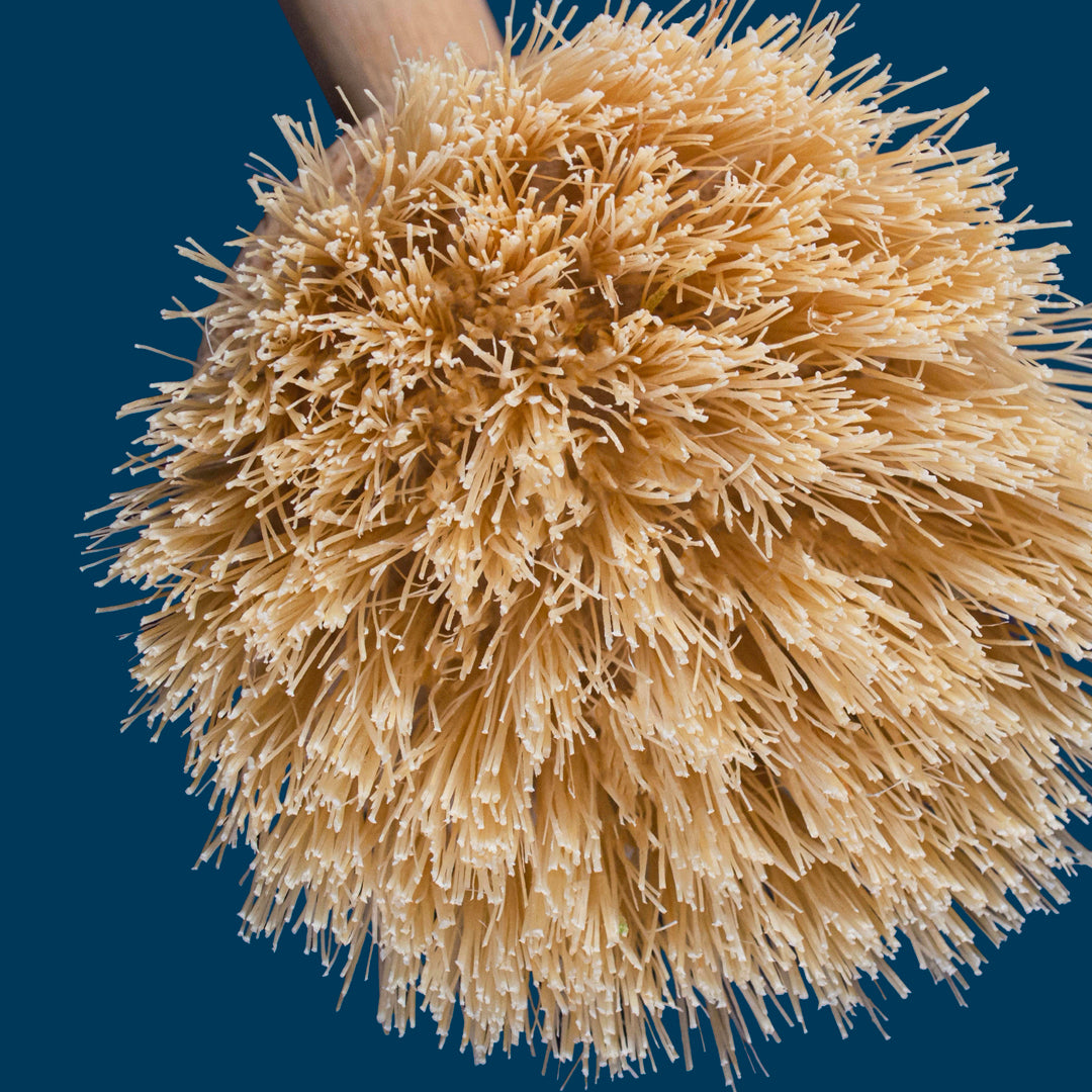 A close up look at a Sqwishful bamboo dish brush showing its strong, scrubbing sisal bristles